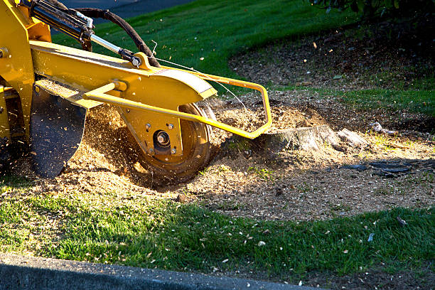 How Our Tree Care Process Works  in  Christiansburg, VA